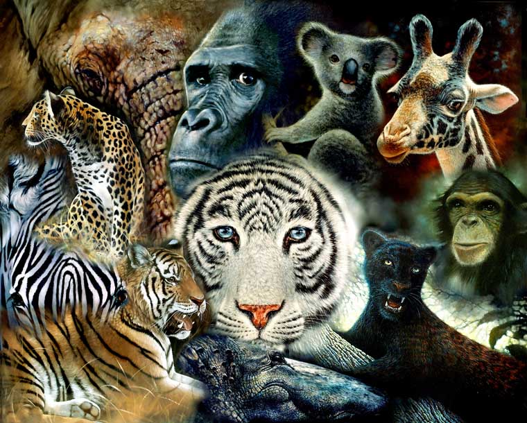 Animal Montage